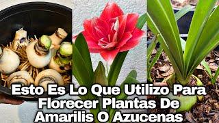 ESTO ES LO QUE UTILIZO PARA FLORECER PLANTAS DE AMARILIS O AZUCENAS