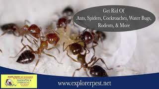 Pest Control Services in El Dorado Hills CA, details at YellowPages.com