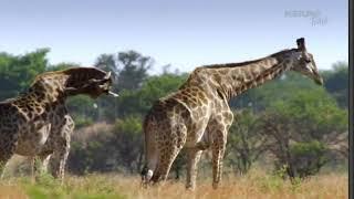 Documental de Love Nature Time Horizontes salvajes de África Cráter de Vida Nat Geo Wild Español