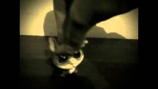 Lps mv~ impossibile (For my bff)