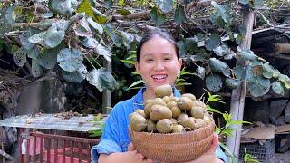 The kiwi is ripe, pick a basket full, super sweet and delicious