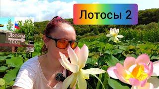 #46 Где растут лотосы в Краснодарском крае ЧАСТЬ 2 #sumkiberry46