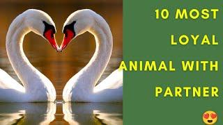 10 Most Loyal Animals with Their Partner