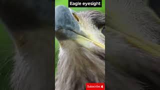 Nature's Ultimate Superpower! Eagle eyesight  #shortsvideo #facts #fascinatingwildlife