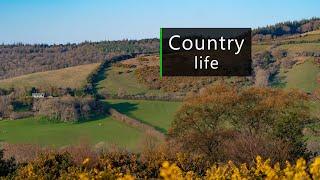 British countryside ambience - Dawn chorus on the farm