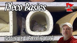 How To Set Up a Pleco (Breeding) Tank