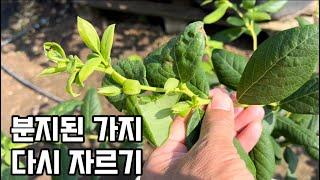 블루베리 분지된가지 다시 자르기#블루베리재배 #blueberry #blueberryfarm #gardening #farming