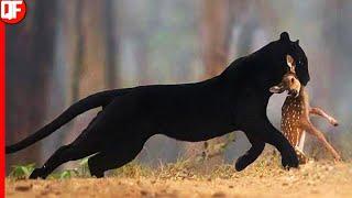 BLACK PANTHER ! ANIMAL OF POWER, AGILITY AND COURAGE | THE REAL BLACK PANTHER.(ANIMAL WORLD)