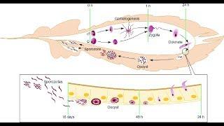 Life Cycle of Malaria Parasite in the Mosquito