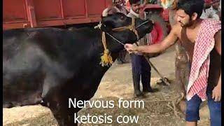 Classical Ketosis (Initial nervous form)||How vet diagnosed and treated and saved the cow