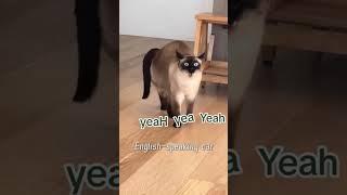 #cat #funny #happycats #catmemes #music #memes #trending #trendingshorts #new #reels #YQH