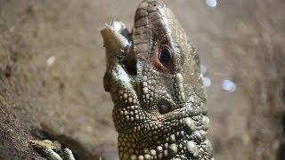 How does a caiman lizard hunt?