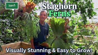 Staghorn Ferns - Visually stunning and easy to grow!