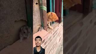 Tom and Jerry jodi #cat #rat #cute #pets #youtubeshorts #viralshort #shorts 