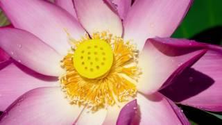 Tara Brach Leads a Guided Meditation: The RAIN of Self Compassion