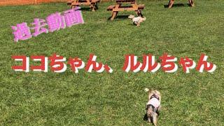 【過去動画】頑張れルルちゃんココ&ルルちゃん #summer #snap #shiga #japan