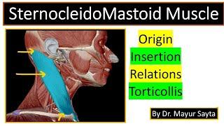 SternocleidoMastoid Muscle