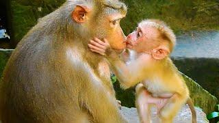 Monkey & Primates, Oh Nice Leo Very Sweet Beg Mom For Milk, So Lovely Baby Monkey, Nat Geo Wild