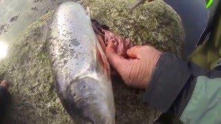 Andreas Filyo fly fishing for seatrout