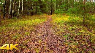 Tranquil Stroll Through a Seaside Forest | ASMR Nature Experience