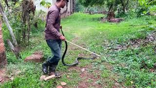 Most Dangerous King Cobra Tried 10 Times To Bite Before Being Rescued By Snake Pavan | Kannada Vlogs