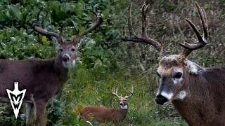 A 200"+ Buck Encounter, Our Best Hunting Action This Season #hunting #deerhunting #bowhunting