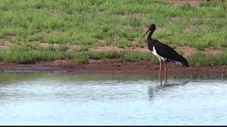 Tswalu-South Africa~Black Stork on the pond~ 2020/12/09 WildEarth