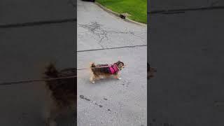 BITE SIZED SHORT DOG VIDEO | CHI-WEENIE | DOG GUY DARIN | SHORTS #shorts #dogguydarin #chiweenie