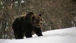 L'orso in Trentino - Il parco Adamello Brenta si racconta