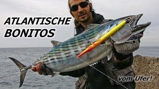 Spinfishing with lures on Tuna Atlantic Bonito from the shore Canary Islands