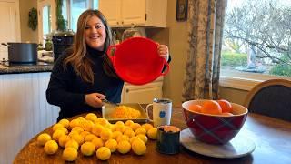 Canning Lemonade Concentrate with Our Homegrown Lemons & Seedling Update!  // Garden Answer