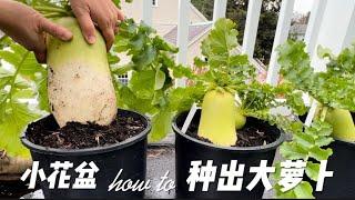 【种萝卜】1个花盆种几个萝卜产量最高？how to grow big radish in small pot