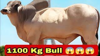 World's Heaviest Bull | Brahman Cow Breed | Complete Documentary By AJ Cattle info