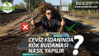 CEVİZ FİDANI KÖK BUDAMASI NASIL YAPILIR ?