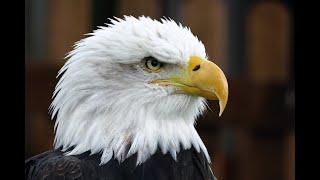 Never Let Your Freedom Go (featuring TuneDesigner Studios)