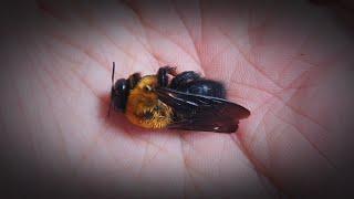 호박벌의 죽음이 슬픈 이유 (The Death Of My Friend The Carpenter Bee 'Watermelon')