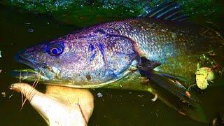 Simple Way Of Catching Mulloway/Jewfish