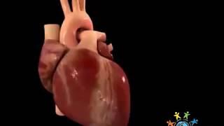شاهد كيف يعمل القلب - علوم الحياة والأرض