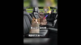 后车：关系这么硬吗 #猫meme #猫meme小剧场 #搞笑  #cat #故事 #funny  #貓 #搞笑 #pets  #香蕉 #cute #迷恋 #memes #memesvideo