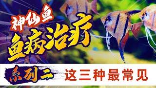 神仙鱼水霉，头洞，鳃虫，如何预防？怎么治疗？神仙燕鱼饲养技巧，热带观赏鱼疾病预防与治疗