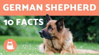 10 German Shepherd Facts - Their History and More!