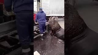 Wild Sea Lion waits for Food from the Local Fisherman