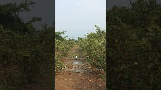 watering to the 6 months guvva plant's peace full area in my home..enjoy the nature with me friends