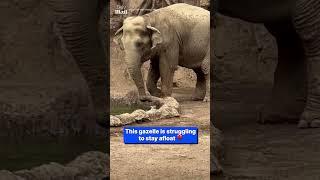 Thoughtful elephant rescues gazelle from drowning