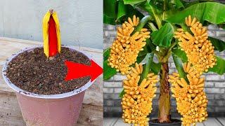 Best Techniques : Grafting Banana Tree To Have A lot of Fruit From Banana Flower | Grafting Banana