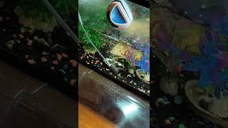 #矽谷凯哥 #zorrothecat wants to #date the #fish #petfish #cuteanimal #guppy #孔雀鱼