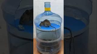 rat trap #rat #rattrap #mousetrap mousetra