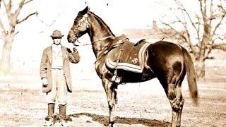 5 Famous War Horses In History