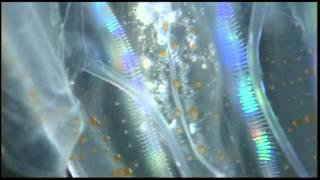 Amazing Jelly Fish Video.dv