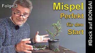 Bock auf Bonsai - Folge 3 - Mispel- Perfekt für den Start! #bockaufbonsai